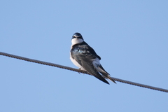 Tachycineta leucorrhoa