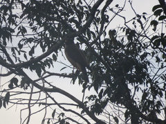 Rupornis magnirostris