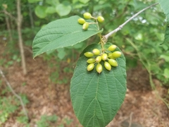 Viburnum setigerum