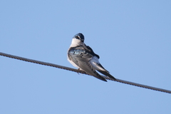 Tachycineta leucorrhoa