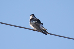 Tachycineta leucorrhoa