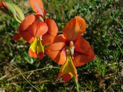 Gladiolus alatus