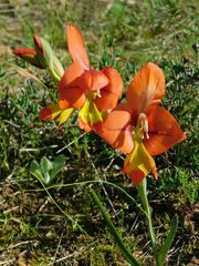 Gladiolus alatus