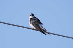 Tachycineta leucorrhoa