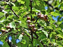 Pyrus cordata