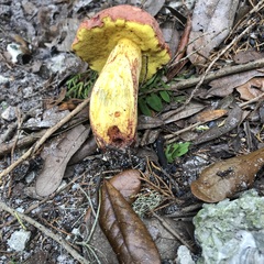 Pulchroboletus rubricitrinus