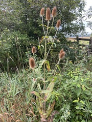 Dipsacus fullonum