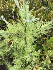 Larix