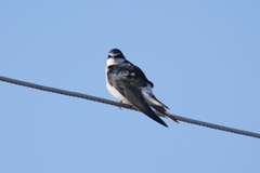 Tachycineta leucorrhoa