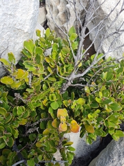 Pterocelastrus tricuspidatus