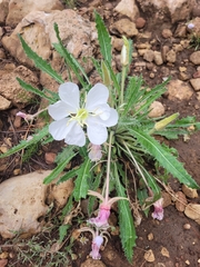 Oenothera cespitosa