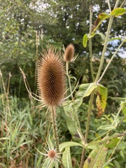 Dipsacus fullonum