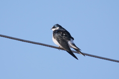 Tachycineta leucorrhoa