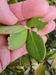 Pterocelastrus tricuspidatus