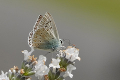 Polyommatus