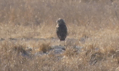 Athene cunicularia