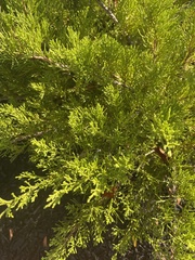 Juniperus