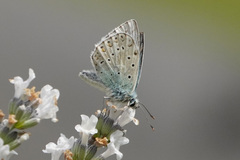 Polyommatus