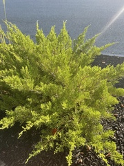 Juniperus