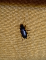 Harpalus rufipes
