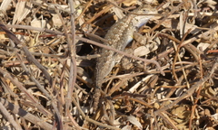 Sceloporus occidentalis longipes