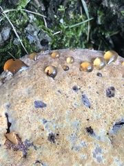 Pseudoinonotus