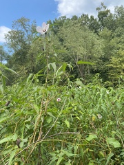 Hibiscus laevis