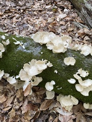 Pleurocybella porrigens