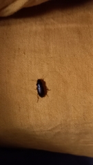 Harpalus rufipes