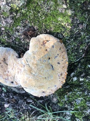 Pseudoinonotus