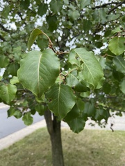 Pyrus