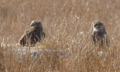 Athene cunicularia