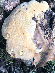Pseudoinonotus