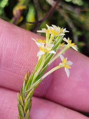 Struthiola ciliata