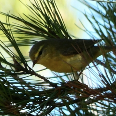 Phylloscopus