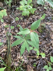 Medeola virginiana