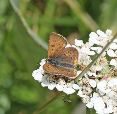 Tharsalea dorcas sangremar