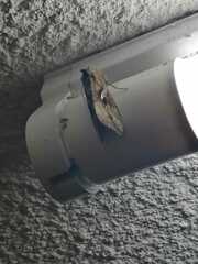 Autoplusia gammoides