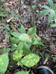 Medeola virginiana