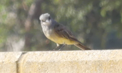 Tyrannus