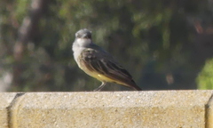 Tyrannus