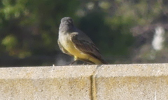 Tyrannus