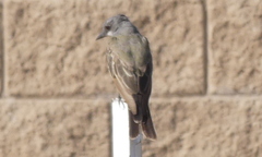 Tyrannus