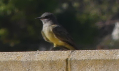Tyrannus