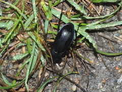 Carabus purpurascens