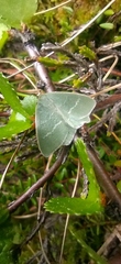Chlorissa viridata