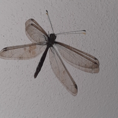 Haploglenius flavicornis