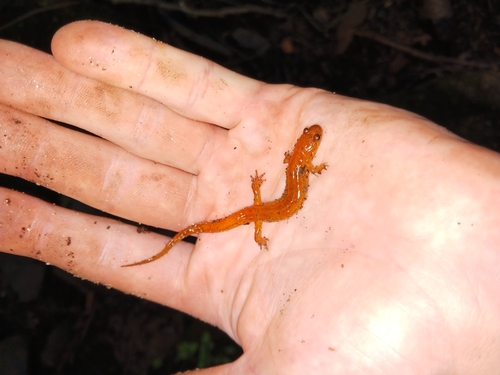 Northern Dusky Salamander, Raymond, NH 03077, USA, photo 6 of 10