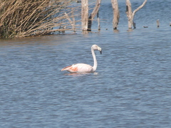 Phoenicopterus chilensis