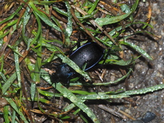 Carabus purpurascens